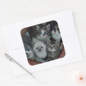 Kittens in een mandje vierkante sticker (Envelop)