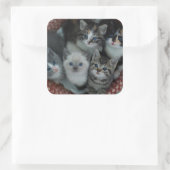 Kittens in een mandje vierkante sticker (Tas)