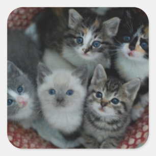 Kittens in een mandje vierkante sticker