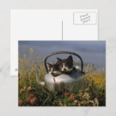 Kittens in een oude ketel briefkaart (Voorkant / Achterkant)