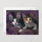 Kittens in een Paars bed Briefkaart (Voorkant / Achterkant)