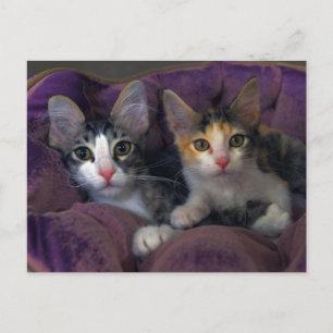 Kittens in een paars bed briefkaart