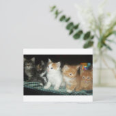 Kittens in een Row-Briefkaart Briefkaart (Staand voorkant)