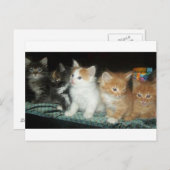 Kittens in een Row-Briefkaart Briefkaart (Voorkant / Achterkant)
