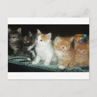 Kittens in een Row-Briefkaart Briefkaart