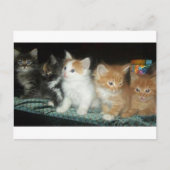 Kittens in een Row-Briefkaart Briefkaart (Voorkant)