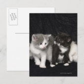 Kittens in een Studio Shot Briefkaart (Voorkant / Achterkant)