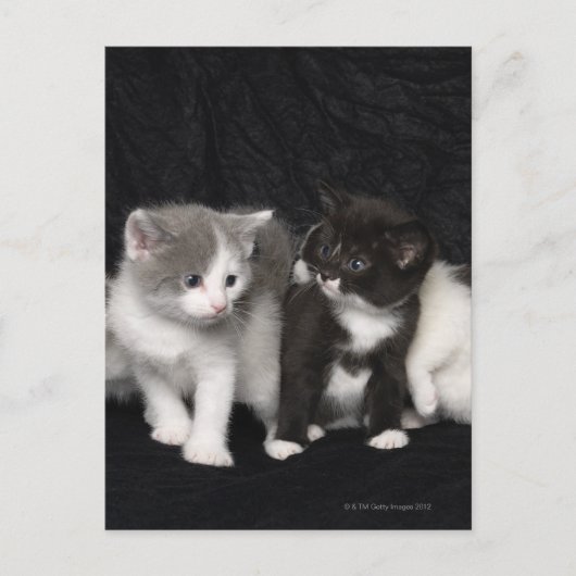 Kittens in een Studio Shot Briefkaart (Voorkant)
