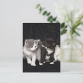 Kittens in een Studio Shot Briefkaart (Staand voorkant)