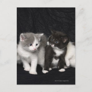 Kittens in een Studio Shot Briefkaart