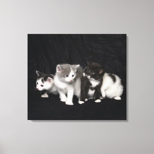 Kittens in een Studio Shot Canvas Afdruk (Voorkant)