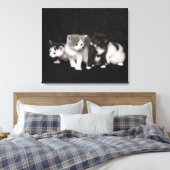 Kittens in een Studio Shot Canvas Afdruk (Insitu (Slaapkamer))