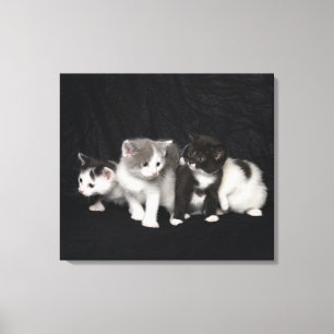 Kittens in een Studio Shot Canvas Afdruk