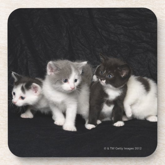 Kittens in een Studio Shot Drankjes Onderzetter (Voorkant)