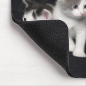 Kittens in een Studio Shot Muismat (Hoek)