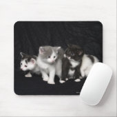 Kittens in een Studio Shot Muismat (Met muis)