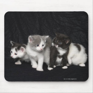 Kittens in een Studio Shot Muismat
