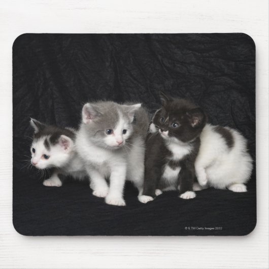 Kittens in een Studio Shot Muismat (Voorkant)