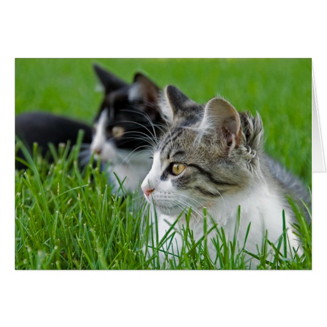 Kittens in gras (Voorkant Horizontaal)