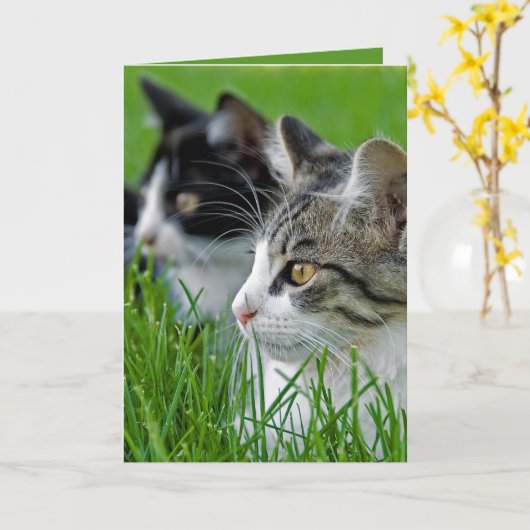 kittens in grasverjaardag kaart (Gele Bloem)