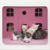Kittens in het huis van de pop muismat (Voorkant)