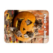 Kittens in Jack-o-Lantern Magneet (Horizontaal)