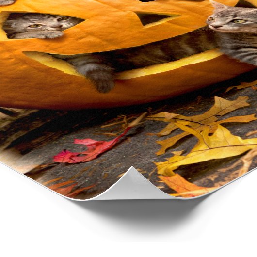 Kittens in Jack-o-Lantern Poster (Hoek)