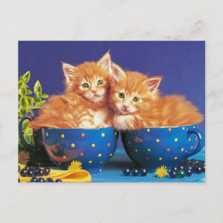 kittens in kopje briefkaart