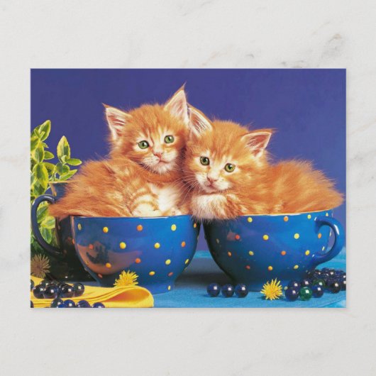 kittens in kopje briefkaart (Voorkant)