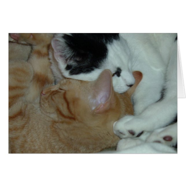 Kittens in Love (Voorkant Horizontaal)