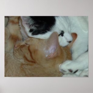 Kittens in Love Poster