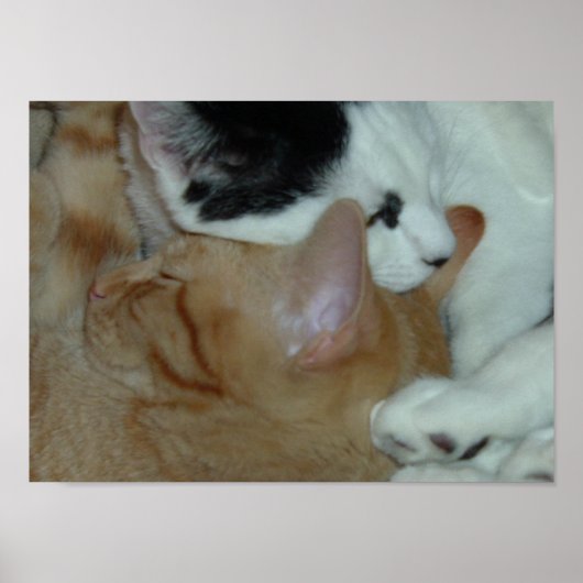 Kittens in Love Poster (Voorkant)