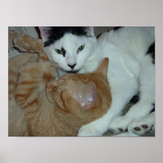 Kittens in Love Poster (Voorkant)