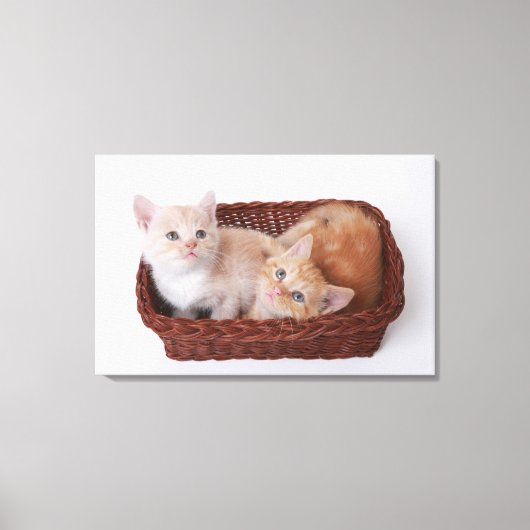 Kittens in mandje canvas afdruk (Voorkant)