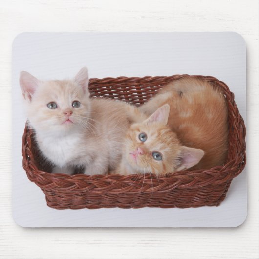 Kittens in mandje muismat (Voorkant)