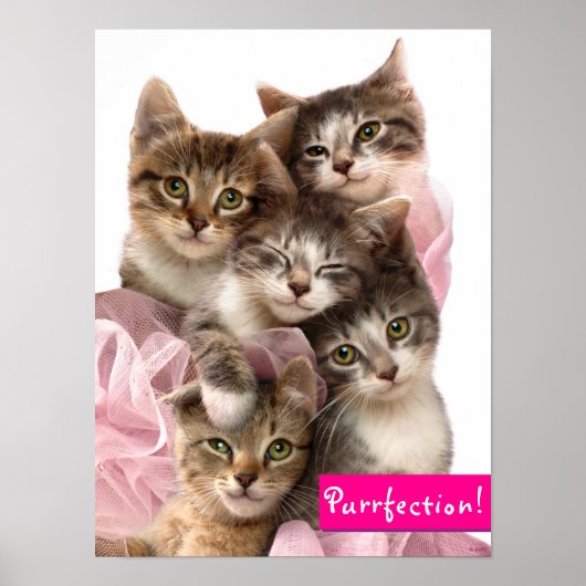 Kittens in Tutus Poster (Voorkant)