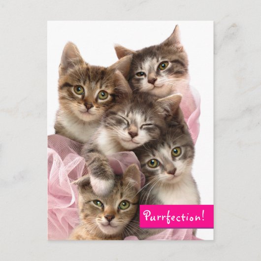 Kittens in Tutus Uitnodiging Briefkaart (Voorkant)