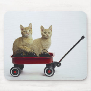 Kittens in wagen muismat
