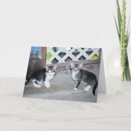 Kittens Kaart