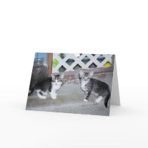 Kittens