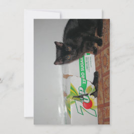 Kittens Kaart