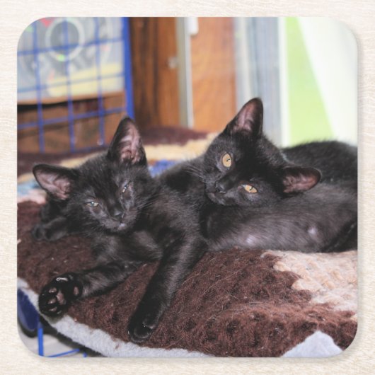 Kittens Kartonnen Onderzetters (Voorkant)