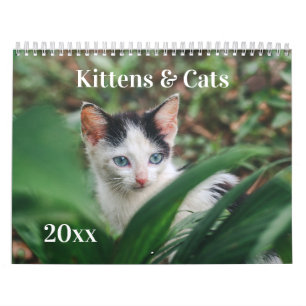 Kittens & Katten Kalender