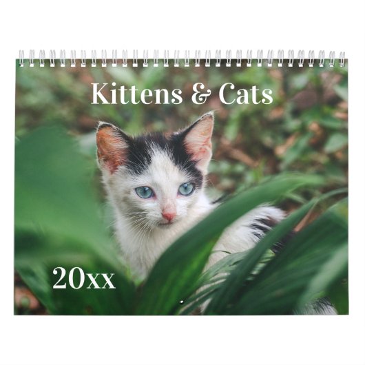 Kittens & Katten Kalender (Hoes)