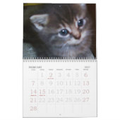 KITTENS, KITTENS, KITTENS! KALENDER (Feb 2027)