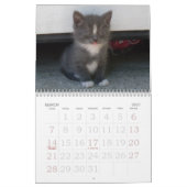 KITTENS, KITTENS, KITTENS! KALENDER (Mar 2027)