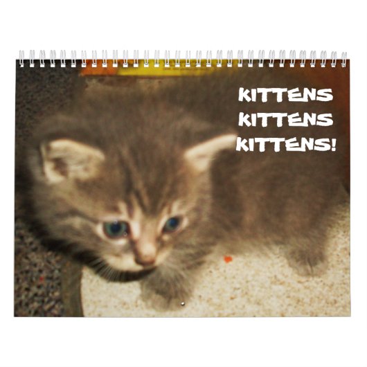 KITTENS, KITTENS, KITTENS! KALENDER (Hoes)