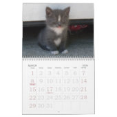 KITTENS, KITTENS, KITTENS! KALENDER (Mar 2026)