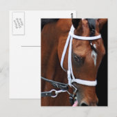 Kitten's koningin van Kitten's Joy Briefkaart (Voorkant / Achterkant)