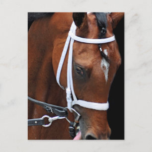 Kitten's koningin van Kitten's Joy Briefkaart